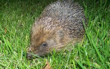 Hedgehog (Derek Crawley)